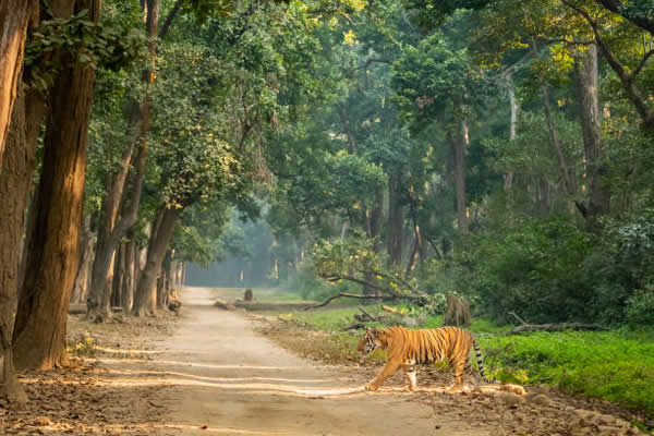 Ram Nagr Jim Corbett